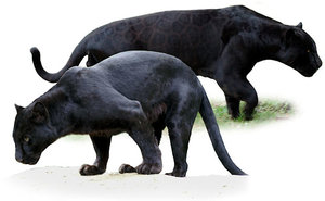 schwarzer_panther.jpg