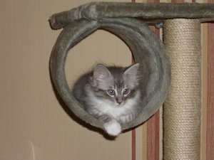 Katzenbilder 024.jpg