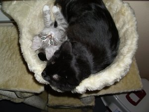 Katzenbilder 045.jpg