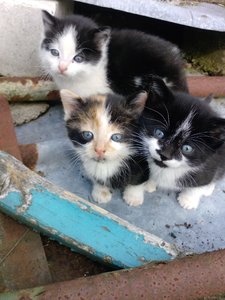 Meine Babiis 005.JPG