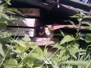 Meine Babiis 009.JPG