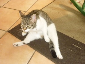 schwangerer Mops beim Putzversuch 002.jpg