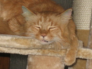 Loui 15.06.2010 008.JPG