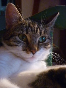 Nahaufnahmen 005.jpg