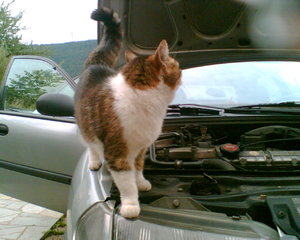 Flocki aufm Auto.jpg