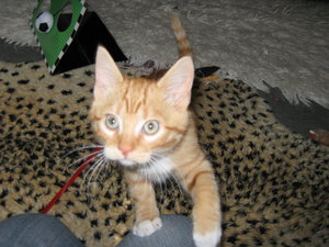 jerry klein folge1 082.jpg