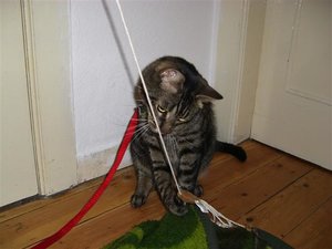 CIMG0218 (Klein).JPG