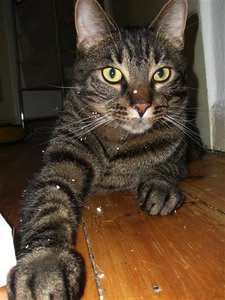 CIMG0246 (Klein).JPG