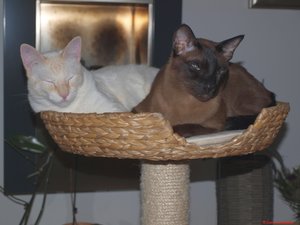 Sammy's Schmuseturm 072072.jpg