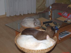 Sammy's Schmuseturm 087087.jpg