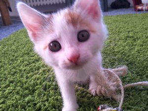 1. Gestatten Kater ohne Namen.jpg