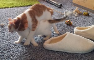 2. Ich bin der King.jpg