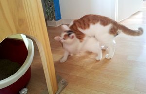 2.1 Ich bin der King.jpg