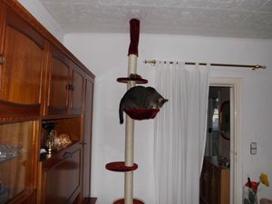 Kratzbaum Nr. 1 u re über die Tür Catwalk.jpg