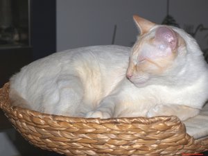 Sammy's Schmuseturm 064064.jpg