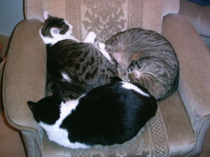 Unsere 3 Süßen zusammen.07.JPG