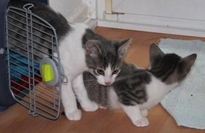 IMG_2140 (Medium).JPG