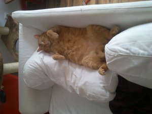 Hector 1.jpg Hector 1.jpg