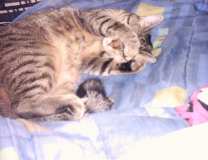 Tiger auf der blauen Decke.04.JPG