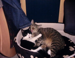 Bagiera und Tiger in Ihrem neuen Körbchen.03.JPG