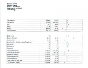 Luna Blutbild 05.08.2012 2_2.jpg