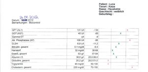 Luna Blutbild 24.08.2012.jpg