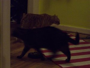 CIMG0225 (Klein).JPG