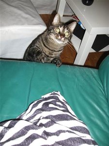 CIMG0222 (2) (Klein).JPG