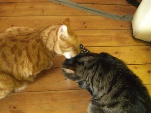 CIMG0254 (Klein).JPG