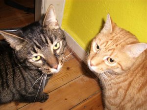 CIMG0255 (Klein).JPG