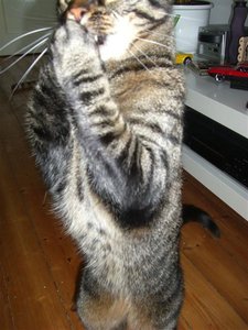 CIMG0269 (Klein).JPG