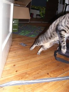 CIMG0293 (Klein).JPG