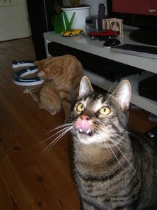 CIMG0264 (Klein).JPG