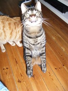 CIMG0262 (Klein).JPG