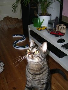 CIMG0271 (Klein).JPG