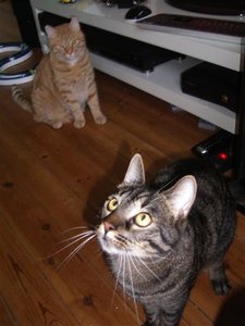 CIMG0265 (Klein).JPG