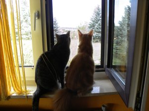 Fenstergitter 006.jpg