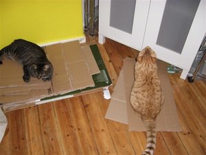 CIMG0245 (Klein).JPG