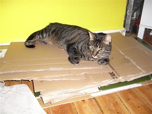 CIMG0244 (Klein).JPG