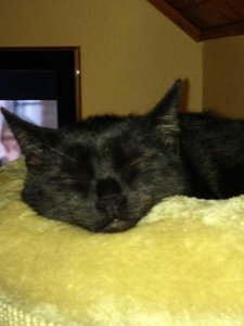 Jack auf neuer Kratztonne.JPG