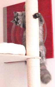 Neuer Kratzbaum 11.07.12 033.jpg