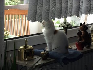 Balu auf Fensterbank.jpg