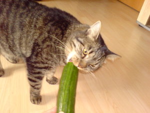 Handyfotos 3 005.JPG