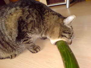 Handyfotos 3 006.JPG