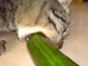 Handyfotos 3 008.JPG