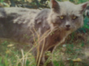 Handyfotos 5 006.JPG