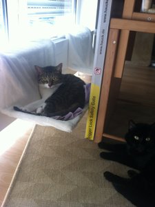 ImageUploadedByTapatalk1349256405.657335.jpg ImageUploadedByTapatalk1349256405.657335.jpg