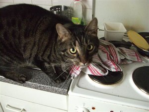 CIMG0269 (Klein).JPG