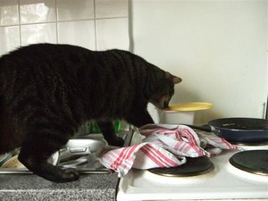 CIMG0268 (Klein).JPG