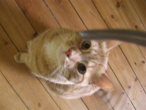 CIMG0267 (Klein).JPG